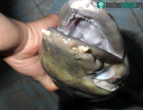 Miệng giống hệt như miệng lươn nhưng có hai sợi râu với độ dài chừng 5 cm.