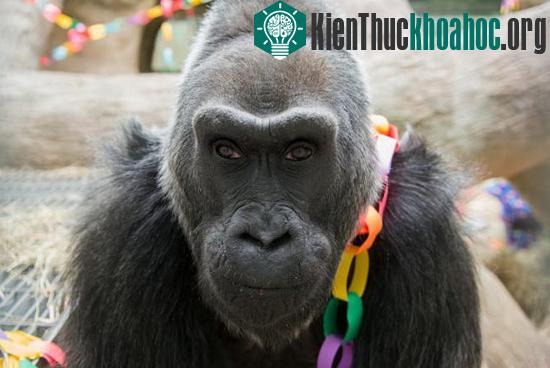 Colo trong một bức ảnh chụp năm 2011 (ảnh trên) và trong ngày sinh nhật 22-12 - (Ảnh: AP)