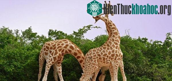 Các động vật có tỉ lệ đồng tính cao nhất trong tự nhiên