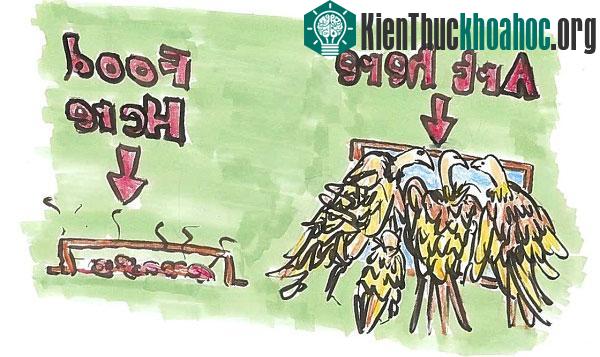 Thí nghiệm giải mã chuyện "kền kền ăn xác thối vẫn thấy ngon"
