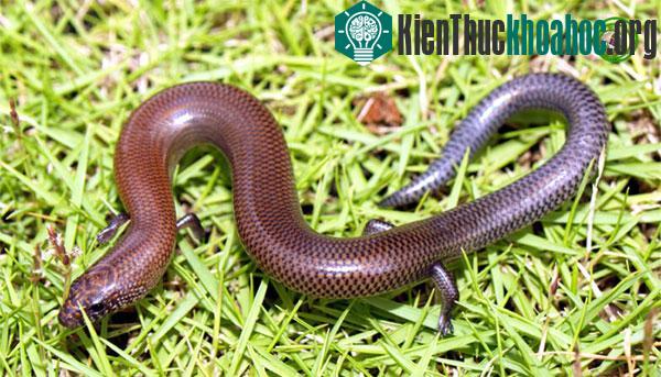 Những động vật hiền lành có vẻ ngoài ma quái