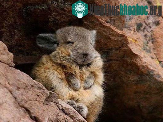 Phát hiện loài chuột cực giống thỏ