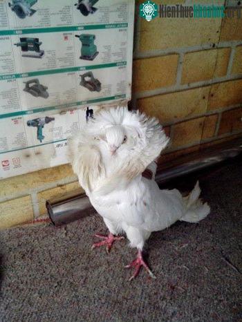 Bồ câu Jacobin ăn khá ít và được đánh giá là những ông bố bà mẹ tốt khi chăm sóc chim bồ câu con.