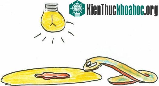 Bí ẩn loài giun "sống nhăn răng" dù bị giết hàng trăm lần