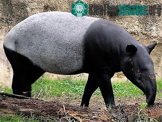 Kỳ dị loài lợn vòi đến từ thời cổ đại