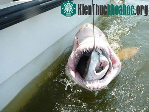 Cá mập hổ nuốt chửng một con cá mập có kích thước nhỏ hơn ở Vịnh Delaware, Mỹ. (Ảnh: University of Delaware ORB Lab)