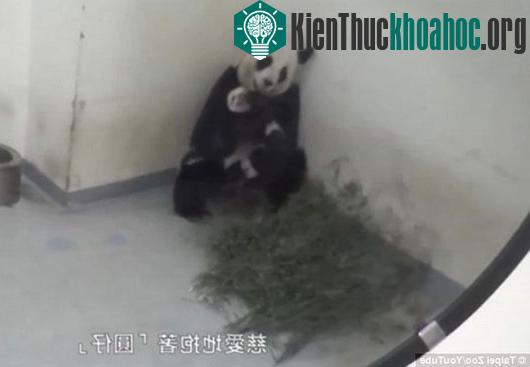 Gấu trúc mẹ dỗ gấu con đi ngủ