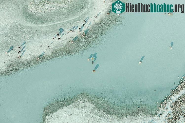 Các loài động vật hoang dã như sư tử hay báo săn ngựa vằn có thể được tìm thấy ở nhiều khu vực thuộc châu Phi. Tuy nhiên ở môi trường này, chúng rất hiếm khi xuất hiện.