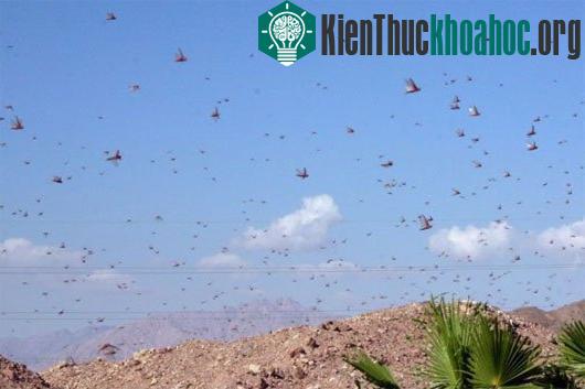 Những đàn động vật lớn nhất thế giới