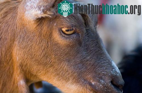 Hầu hết các loài động vật và cả con người đều có đồng tử tròn. Tuy nhiên, mắt của một số loài như dê, cóc, bạch tuộc... lại có xu hướng theo chiều nằm ngang và theo hình chữ nhật với các góc tròn. ...
