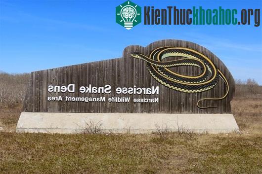 Có bốn tụ điểm rắn hoạt động tại khu vực quản lý động vật hoang dã Narcisse. Các tụ điểm được kết nối bởi một con đường mòn kéo dài 3km. Khách du lịch từ khắp nơi trên thế giới đến để xem cảnh tượn...