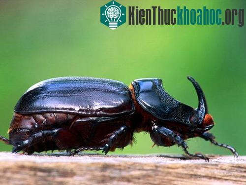 Những kỷ lục trong thế giới động vật