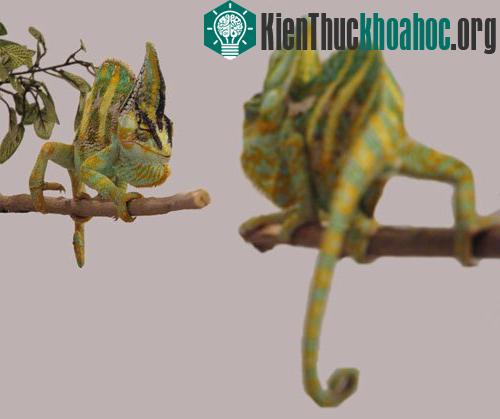 Đôi khi sự thay đổi màu sắc được chúng sử dụng để tránh các cuộc chiến đấu lẫn nhau. Những con tắc kè có màu cơ thể tối hơn hoặc mờ hơn thường có xu hướng quay lưng lại và tránh xa những con có màu...