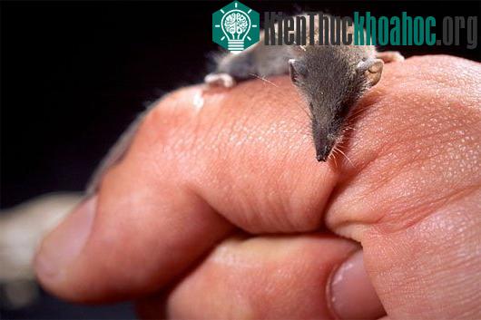 Những kỷ lục khó tin trong thế giới động vật