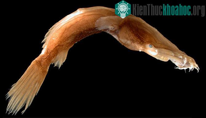 Cá cái Thaumatichthys binghami