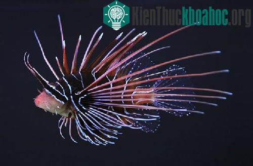 Những loài động vật giống hoa