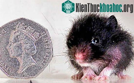 10 loài động vật “tí hon” trên thế giới
