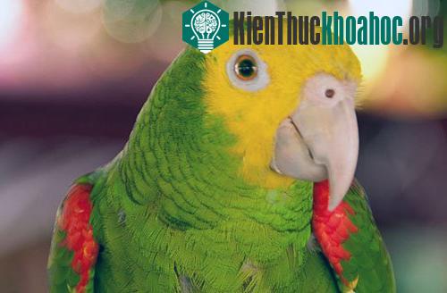 10 con vật biết nói