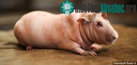 Các loài động vật "hói đầu" vừa dễ thương vừa buồn cười