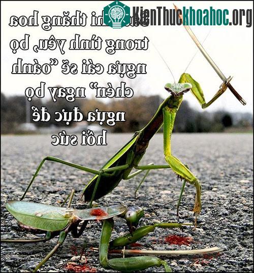 Fun fact về chuyện yêu đương "buồn cười" trong giới động vật