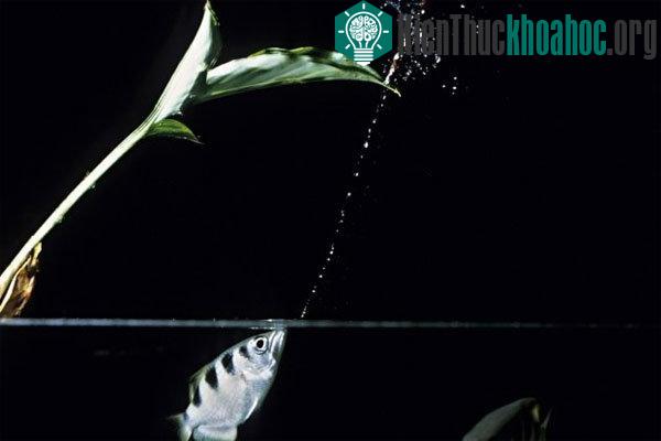 Cá phun nước bắn côn trùng. Cá cung thủ sở hữu khả năng săn mồi thiện xạ với độ chính xác cao. Chúng bắn những tia nước vào con mồi phía trên mặt nước (ví dụ một con côn trùng nhỏ), khiến con mồi r...
