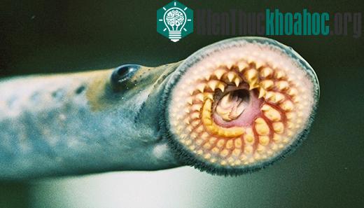 Ảnh: toolito.com
