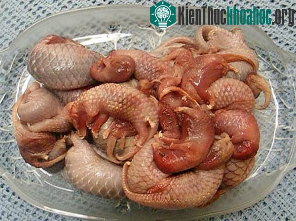 7 loài động vật hoang dã đang bị con người tận diệt