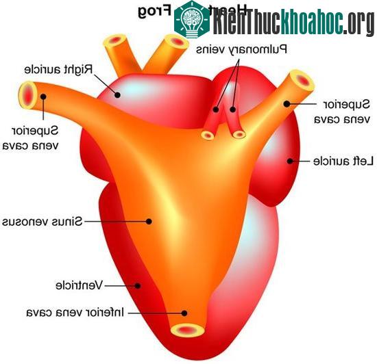 6 loài động vật sở hữu trái tim "kì quặc" nhất quả đất