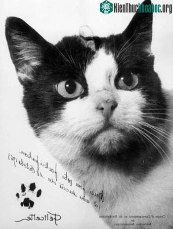 Ngày 18/10/1963, Félicette trở thành con mèo đầu tiên được đưa lên không gian trong một khoang đặc biệt. Sau khi đạt độ cao 160km, khoang này tách khỏi tên lửa và được thả dù lao xuống Trái Đất. Fé...