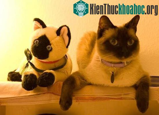 10 điều thú vị về mèo