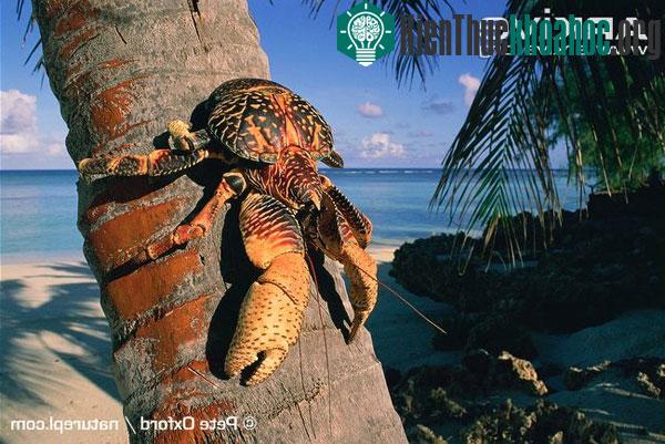 Quái vật cua khổng lồ, leo trèo, cướp giật nhanh như chớp