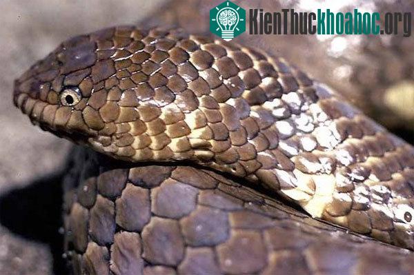 10 loài rắn hiếm nhất hành tinh sắp tuyệt chủng