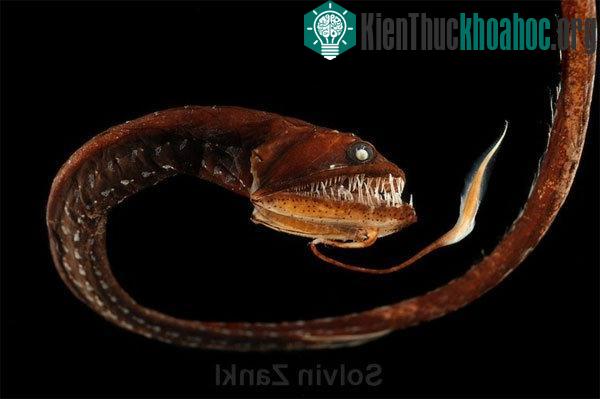Một số loài cá sống ở nơi khắc nghiệt nhất trên trái đất