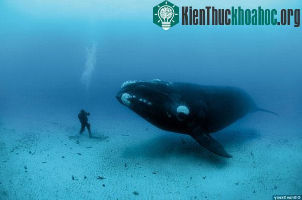 Top những động vật " trường thọ" mà bạn không ngờ tới