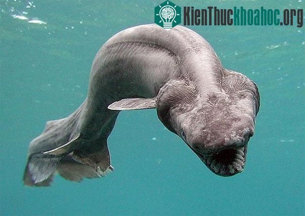 Cá mập nhăn là một “di tích sống” có từ kỷ Phấn Trắng, khi khủng long thống trị hành tinh. Một con cá mập nhăn cái có thể phát triển tới 2 mét, con đực có thể lớn hơn. Chúng sống ở vùng...