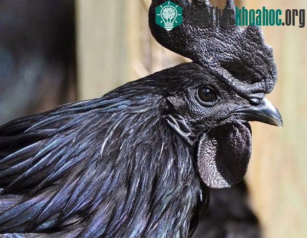 Tại các nước châu Á, người dân cho rằng thịt gà Ayam Cemani tốt cho phụ nữ trước và sau khi sinh con.