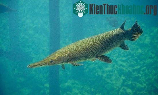 Một con cá sấu hỏa tiễn khi sống trong môi trường nuôi nhốt.