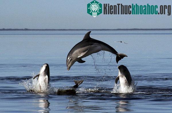 Cá heo Tursiops Australis