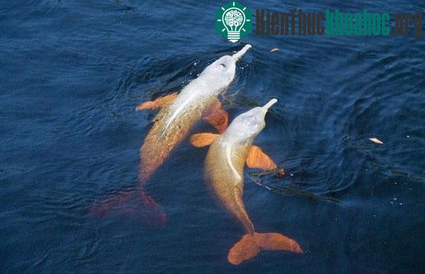 Các động vật có tỉ lệ đồng tính cao nhất trong tự nhiên