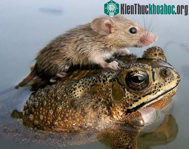 Chú chuột nhỏ ở Ấn Độ cưỡi trên lưng người bạn của mình là một chú ếch. (Nguồn: Reuters)