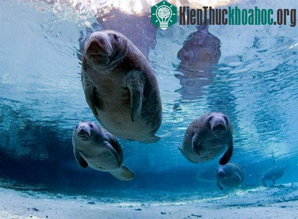 Các loài động vật quái đản: thở bằng hậu môn, "xì hơi" để bơi
