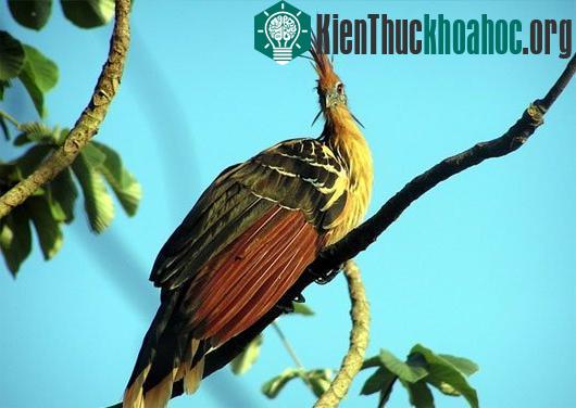 Xếp hạng các loài chim độc đáo nhất quả đất