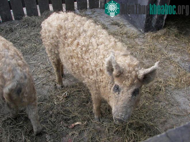 Mangalica gần như tuyệt chủng vào giai đoạn những năm 1990, với chưa đầy 200 cá thể.