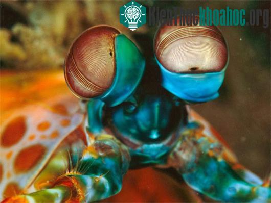 Vùng nước ở Bali ở Indonesia vốn nổi tiếng với những động vật hiếm. Loại sinh vật này họ nhà tôm, có thân màu xanh. Hai mắt lồi trông rất lạ thường.