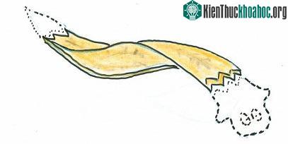Bí ẩn loài giun "sống nhăn răng" dù bị giết hàng trăm lần