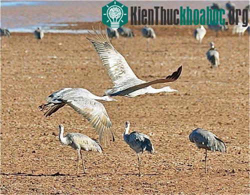 Sếu Sandhill thường di cư vào mùa đông và quay trở về vào mùa hè để bắt đầu mùa sinh sản. Sếu Sandhill nhỏ, Sandhill lớn và Sandhill Canada là những phân loài duy trì hình thức di cư này. Trong khi...