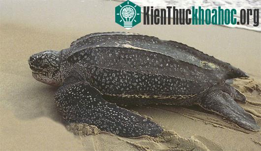 Ảnh:&nbsp;virginiaherpetologicalsociety.com