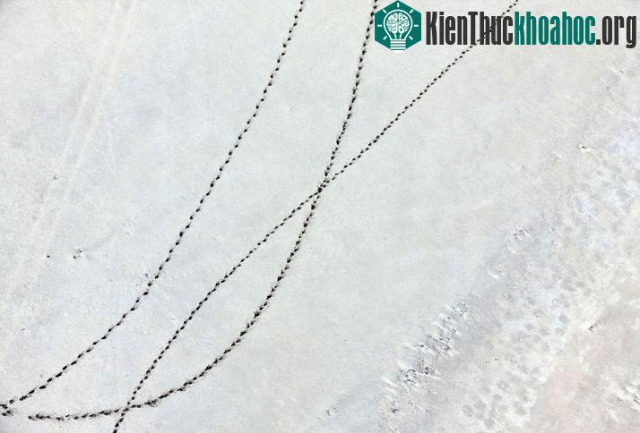 Trong nhiều năm qua, các hoạt động du lịch đã ảnh hưởng không nhỏ đến môi trường sống của động vật. Khách du lịch được đưa đến các lòng chảo muối bằng nhiều loại phương tiện khác nhau, trong ảnh là...