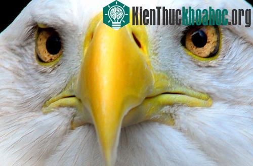 Theo nghiên cứu của các nhà khoa học Hà Lan, mắt của một số loài chim như chim đại bàng (ảnh) đều có giọt dầu nhỏ ở phía trước, giúp chúng lọc và hướng theo phía ánh sáng khi mắt tiếp xúc.