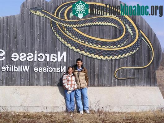 Số lượng rắn Thamnophis sirtalis xung quanh vùng Narcisse là khoảng 70.000 con, nhưng một đợt thời tiết xấu xảy ra vào năm 1999 đã giết chết hàng chục ngàn con trước khi chúng quay lại giấc ngủ đôn...